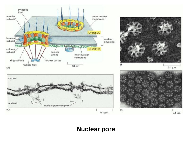 Nuclear pore